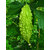 Splendour Seeds Bitter gourd Green long vegetable seeds