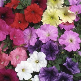 Splendour Seeds Petunia garden flower seeds