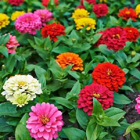 Splendour Seeds Zinnia  Dahlia Flower seeds