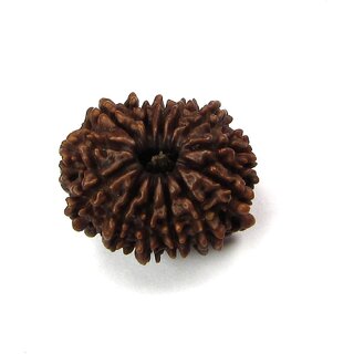 Natural 13 mukhi rudraksha shiv beads For lab certificate Wood With Rudraksha Mala with Golden Cap Men  Women