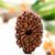 Natural 11 mukhi rudraksha shiv beads with lab certificate Wood  With Golden Chain For Men  Women