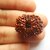 Natural 11 mukhi rudraksha shiv beads with lab certificate Wood  With Golden Chain For Men  Women