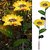Daybetter Sunflower Solar Lights Waterproof Garden Lights  20 Led Starburst Swaying Lights  Solar Outdoor Garden Decor For Balcony  Garden  Lawn (Pack Of 2) Tar-O1
