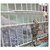 Bird Cage Door Lock Size 1.5 inch Imported 12 pcs Set Birds' Park
