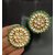 Pachi Kundan Green Pearls Round Huge Studs Earrings Set