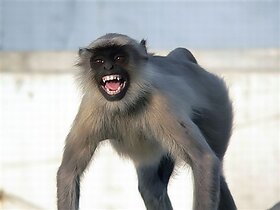 Langur poster-Good for monkey to get rid off Size 3x3 feet Birds' Park