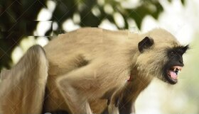 Langur Flex Painting-Good for Monkey to get rid off them -Size 3x3 feet Birds' Park