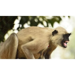 Langur Flex Painting-Good for Monkey to get rid off them -Size 3x3 feet Birds' Park