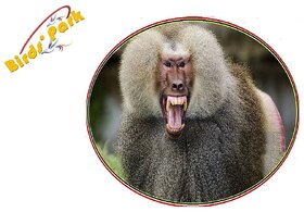 Langur Poster -       -      - bandaron ko bhagaane ka ilaaj - treatment to ward off