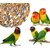 Lovebirds Split Leg Treatment Bracelet-Handscuff Size5mm- 2pcs - Good for Splayed Leg Lovebirds Birds' Park