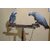 Grey Parrot Leg Chain - Good for Grey Parrot Leg Chain for Freely FRIENDLY Talking Birds' Park