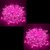 DAYBETTER Pink 15M String Light, Rice Light, Diwali Decorative Ladi Light Pack of 2