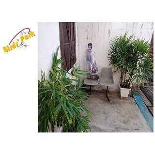 Langoor Cut-Out-Good for Monkey to get rid Off      Birds' Park