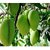 Amrapali Mango Plant