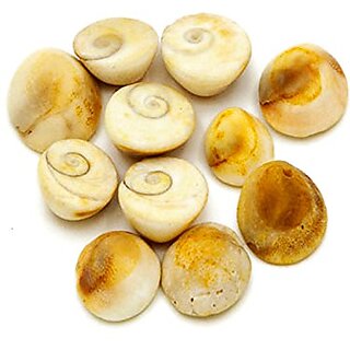 Yuvi Shoppe 11 Pcs Energized Gomati Chakra For Peace and Prosperity ,Gomti Chakra, Energized Gomti Chakra