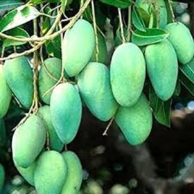 Puspita Nursery Neelam Mango Plant