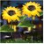 Daybetter Sunflower Solar Lights Waterproof Garden Lights  20 Led Starburst Swaying Lights  Solar Outdoor Garden Decor For Balcony  Garden  Lawn (Pack Of 2) Tar-O1