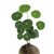 Stephania Erecta  Air-Purifying Coconut Plant with Gorgeous Heart-Shaped Leaves  Perfect Indoor Houseplant for Clean A