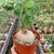 Stephania Erecta  Air-Purifying Coconut Plant with Gorgeous Heart-Shaped Leaves  Perfect Indoor Houseplant for Clean A