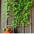 Stephania Erecta  Air-Purifying Coconut Plant with Gorgeous Heart-Shaped Leaves  Perfect Indoor Houseplant for Clean A