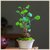 Stephania Erecta  Air-Purifying Coconut Plant with Gorgeous Heart-Shaped Leaves  Perfect Indoor Houseplant for Clean A