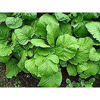 Sarso/Mustard Vegetable Pack Of 100 Seeds