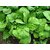 Sarso/Mustard Vegetable Pack Of 100 Seeds