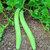 Kakri/Tar Long Vegetable Seeds For Home Garden - 100 Seeds