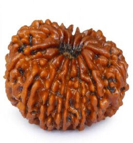 14 mukhi Natural Rudraksha Beads / Original Fourteen Mukhi Shiv Rudraksha Beads For Unisex- Jaipur Gemstone