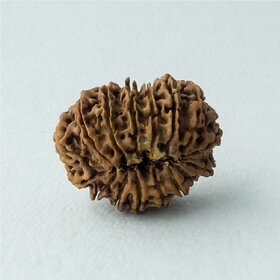 Sixteen Mukhi Rudraksha / Original  Lab Certified  16 mukhi  shiv Rudraksha Beads By jaipur Gemstone