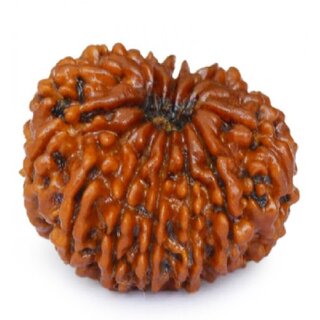 14 mukhi Natural Rudraksha Beads / Original Fourteen Mukhi Shiv Rudraksha Beads For Unisex- Jaipur Gemstone