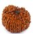 14 mukhi Natural Rudraksha Beads / Original Fourteen Mukhi Shiv Rudraksha Beads For Unisex- Jaipur Gemstone
