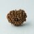 Sixteen Mukhi Rudraksha / Original  Lab Certified  16 mukhi  shiv Rudraksha Beads By jaipur Gemstone
