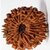 18 mukhi Rudraksha , Rudraksha , Lab Certified Rudraksha Beads For Men  Women