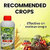 ACTIVATED NEEM OIL  ORGANIC INSECTICIDE  KATYAYANI