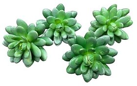 De Gardenia 4 Pc Succulent Heads Small Mini Plants Exquisite Faux Plant Add Charm to Your Home Perfect for Gifting Office Decor Farmhouse and Office Desk Withouth Pot (4 Green 1)