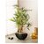 De Gardenia Artificial Bamboo Bonsai Plant in a Ceramic Pot for Home and Office Decor (199 Leafs 38 cm Tall Mixed Material Green)