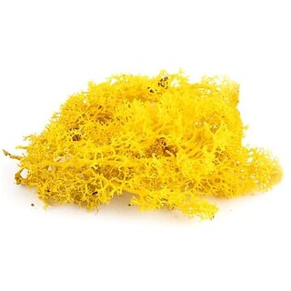 De Gardenia Preserved Reindeer Moss Natural Multicolored Moss for Crafts DIY Arts Home and Office Wall Decor  Bulk 100g to 1000g Packs (Yellow 400g)