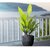 De Gardenia FOXB PCUP Pots for Plants Durable Lightweight Indoor/Outdoor Flower Pot Gamla Tree Planter for Living Room Balcony Garden Office (Grey 12 Inch)