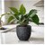 De Gardenia FOXB PCUP Pots for Plants Durable Lightweight Indoor/Outdoor Flower Pot Gamla Tree Planter for Living Room Balcony Garden Office (Grey 12 Inch)