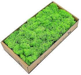 De Gardenia Preserved Reindeer Moss Natural Multicolored Moss for Crafts DIY Arts Home and Office Wall Decor  Bulk 100g to 1000g Packs (Light Green 100g)