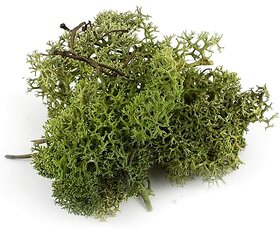 De Gardenia Preserved Reindeer Moss Natural Multicolored Moss for Crafts DIY Arts Home and Office Wall Decor  Bulk 100g to 1000g Packs (Deep Green 1kg)