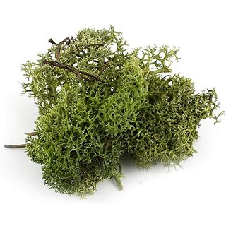 De Gardenia Preserved Reindeer Moss Natural Multicolored Moss for Crafts DIY Arts Home and Office Wall Decor  Bulk 100g to 1000g Packs (Deep Green 1kg)