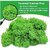 De Gardenia Preserved Reindeer Moss Natural Multicolored Moss for Crafts DIY Arts Home and Office Wall Decor  Bulk 100g to 1000g Packs (Light Green 100g)