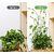 (Pack of 10) Plant Climbing Wall Fixture Clips Wall Vine Climbing Plant Support Hook Plant Straightener