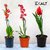46 cm Iron Garden Stake (Pack of 2) - Durable Plant Support and Landscape Stabilizer for Flowers, Vegetables,