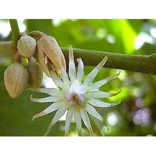 Spanish cherry flower (Mauisari) ( Magizham poo)