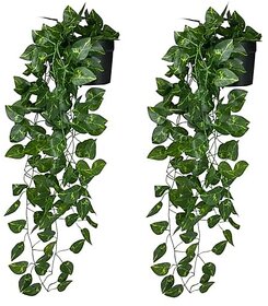 De Gardenia Artificial Plants with Pot Leaves Hanging Ivy Garlands Plant Greenery Vine Creeper Home Decor Door Wall Balcony Decoration Party (2 Pcs Money Plants With1 Black Plastic Pot) DGH S4O1