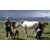 Astro-D Horse Milk,for Pooja 10 ML (vadik  Lal Kitab Remedy), (White, Plastic)