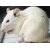 Mouse Rat Oral Gavage reusable steel needle size18Gx6 inch-Good for 500-800gram mouse Birds Park